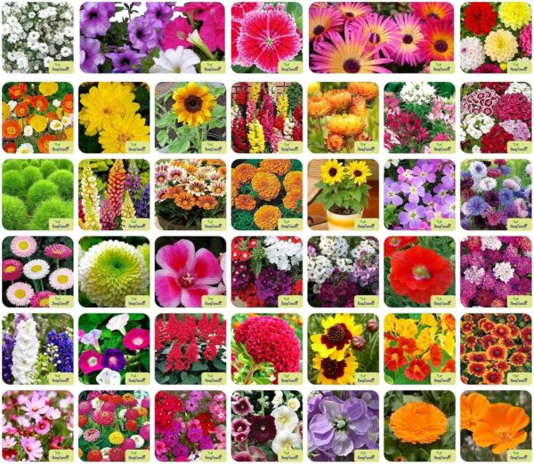 Aero Seeds 40 Varieties of Flower Seeds Combo For Your Garden Beautiful Bloom Germination Seeds.