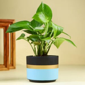 FlowerAura Air Purify Good Luck Money Live Indoor Plant In FlowerAura Air Purify Good Luck Money Live Indoor Plant In Blue Mist Terracotta Pot For Gifting, Living Room, Balcony, Kitchen, Home Decor, Office Desk Decor, Window Decor (Same Day Delivery)