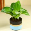 FlowerAura Air Purify Good Luck Money Live Indoor Plant In Blue Mist Terracotta Pot For Gifting, Living Room, Balcony, Kitchen, Home Decor, Office Desk Decor, Window Decor (Same Day Delivery)