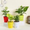 FlowerAura Air Purify Set of 4 (Green Money Plant, Jade Plant, Syngonium Plant & Golden Money Plant) Lve Indoor Plants in Plastic Pots for Living Room, Balcony, Home/Office Decor (Same Day Delivery)