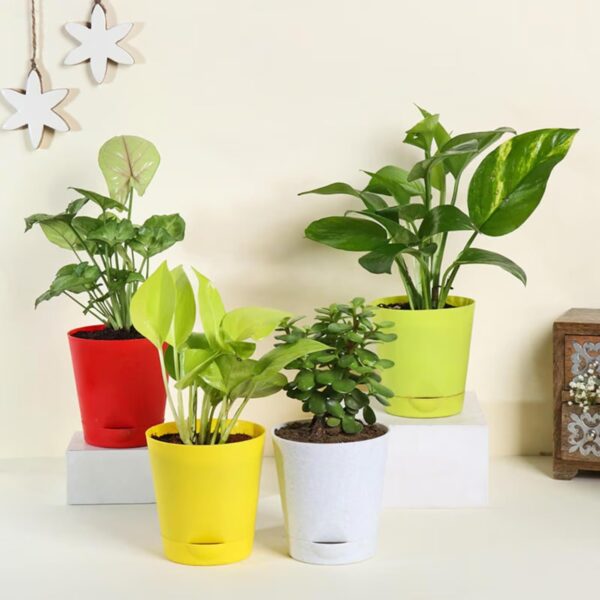 FlowerAura Air Purify Set of 4 (Green Money Plant, Jade Plant, Syngonium Plant & Golden Money Plant) Lve Indoor Plants in Plastic Pots for Living Room, Balcony, Home/Office Decor (Same Day Delivery)