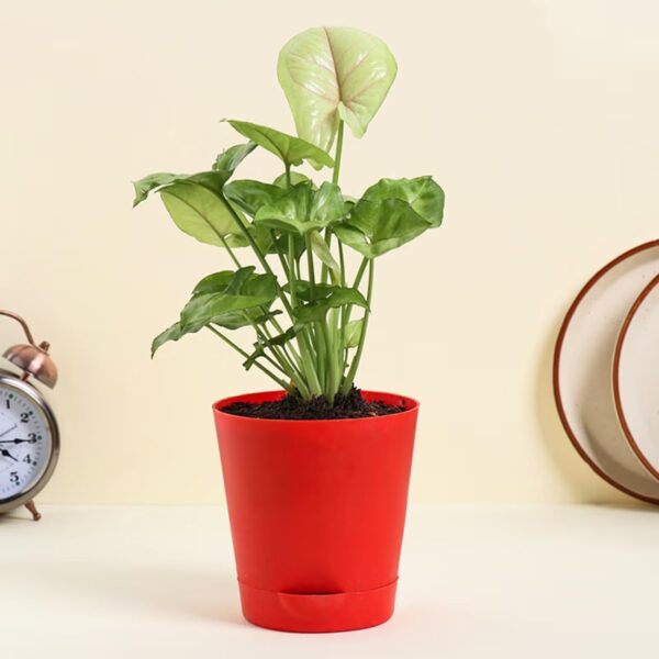 FlowerAura Air Purify Set of 4 (Green Money Plant, Jade Plant, Syngonium Plant & Golden Money Plant) Lve Indoor Plants in Plastic Pots for Living Room, Balcony, Home/Office Decor (Same Day Delivery)
