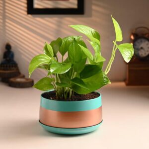 FlowerAura Air Purifying Live Indoor Money Plant In Trendy Metal Pot For Living Room, Balcony, Bedroom, Home/Office Decor, Birthday Gift, Anniversary Gift, Diwali Gift (Same Day Delivery)