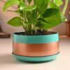 FlowerAura Air Purifying Live Indoor Money Plant In Trendy Metal Pot For Living Room, Balcony, Bedroom, Home/Office Decor, Birthday Gift, Anniversary Gift, Diwali Gift (Same Day Delivery)