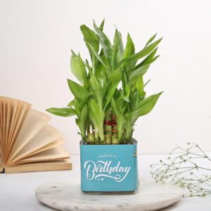 FlowerAura Air Purifying Lucky 2 Layer Bamboo Live Indoor Plant FlowerAura Air Purifying Lucky 2 Layer Bamboo Live Indoor Plant in Glass Pot for Office/Home Decor & for Birthday Gift, Diwali Gift, Holi Gift, (Same Day Delivery)