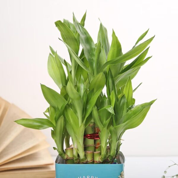 FlowerAura Air Purifying Lucky 2 Layer Bamboo Live Indoor Plant in Glass Pot for Office/Home Decor & for Birthday Gift, Diwali Gift, Holi Gift, (Same Day Delivery)