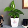 FlowerAura Air Purifying Peace Lily Live Indoor Plant In Plastic Pot For Office/Home Decor & For Office/Home Decor & Birthday Gift For Friends, Colleagues, Relatives, Spouse (Same Day Delivery)