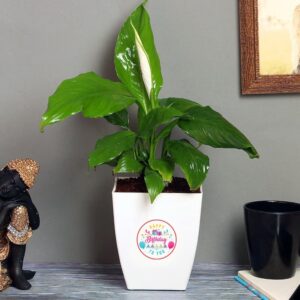 FlowerAura Air Purifying Peace Lily Live Indoor Plant In Plastic FlowerAura Air Purifying Peace Lily Live Indoor Plant In Plastic Pot For Office/Home Decor & For Office/Home Decor & Birthday Gift For Friends, Colleagues, Relatives, Spouse (Same Day Delivery)