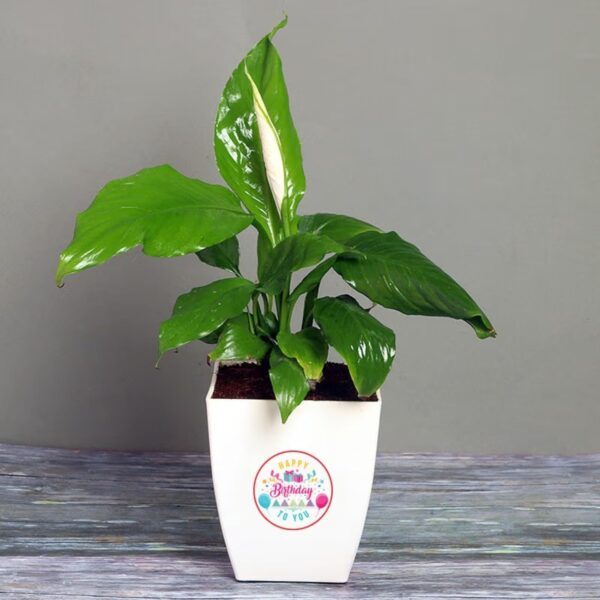 FlowerAura Air Purifying Peace Lily Live Indoor Plant In Plastic Pot For Office/Home Decor & For Office/Home Decor & Birthday Gift For Friends, Colleagues, Relatives, Spouse (Same Day Delivery)