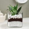 FlowerAura Decorative Air Purifying Sansevieria Snake Live Terrarium Plant In Glass Pot For Living Room, Table Corner, Balcony, Office/Home Decor And Gift's For Special Occasions (Same Day Delivery)