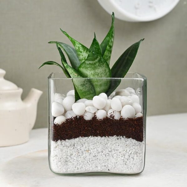 FlowerAura Decorative Air Purifying Sansevieria Snake Live Terrarium Plant In Glass Pot For Living Room, Table Corner, Balcony, Office/Home Decor And Gift's For Special Occasions (Same Day Delivery)