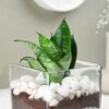 FlowerAura Decorative Air Purifying Sansevieria Snake Live Terrarium Plant In Glass Pot For Living Room, Table Corner, Balcony, Office/Home Decor And Gift's For Special Occasions (Same Day Delivery)