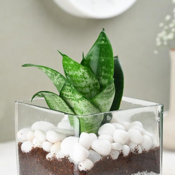 FlowerAura Decorative Air Purifying Sansevieria Snake Live Terrarium Plant In Glass Pot For Living Room, Table Corner, Balcony, Office/Home Decor And Gift's For Special Occasions (Same Day Delivery)