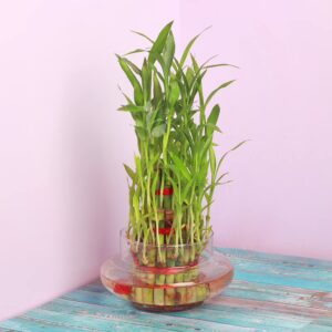 FlowerAura Decorative Three Layer Good Lucky Green Bamboo Live Indoor Plant With Round Shape Glass Pot Vase For Living Room, Table Corner, Balcony, Bedroom, Office/Home Decoration (Same Day Delivery)