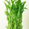 FlowerAura-Decorative-Three-Layer-Good-Lucky-Green-Bamboo-Live-Indoor-Plant-With-Round-Shape-Glass-Pot-Vase-For-Living-Room-Table-Corner-Balcony-Bedroom-OfficeHome-Decoration-Same-Day-Delivery.jpg FlowerAura Decorative Three Layer Good Lucky Green Bamboo Live Indoor Plant With Round Shape Glass Pot Vase For Living Room, Table Corner, Balcony, Bedroom, Office/Home Decoration (Same Day Delivery)