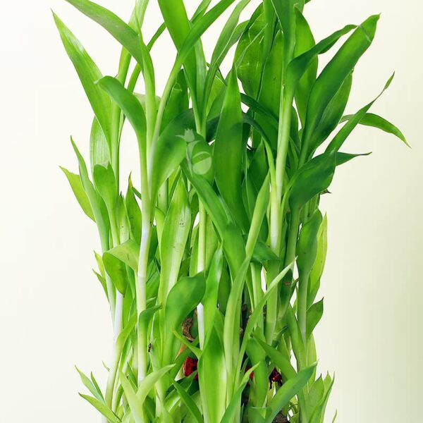FlowerAura-Decorative-Three-Layer-Good-Lucky-Green-Bamboo-Live-Indoor-Plant-With-Round-Shape-Glass-Pot-Vase-For-Living-Room-Table-Corner-Balcony-Bedroom-OfficeHome-Decoration-Same-Day-Delivery.jpg FlowerAura Decorative Three Layer Good Lucky Green Bamboo Live Indoor Plant With Round Shape Glass Pot Vase For Living Room, Table Corner, Balcony, Bedroom, Office/Home Decoration (Same Day Delivery)