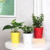 FlowerAura Set of 3 Syngonium Plant, Jade Plant, Lucky Money FlowerAura Set of 3 Syngonium Plant, Jade Plant, Lucky Money Live Indoor Plants in Self Draining Pots for Living Room, Table Decor, Balcony, Office/Home Decoration (Same Day Delivery)