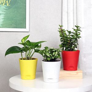 FlowerAura Set of 3 Syngonium Plant, Jade Plant, Lucky Money Live Indoor Plants in Self Draining Pots for Living Room, Table Decor, Balcony, Office/Home Decoration (Same Day Delivery)