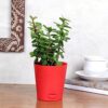 FlowerAura-Set-of-3-Syngonium-Plant-Jade-Plant-Lucky-Money-Live-Indoor-Plants-in-Self-Draining-Pots-for-Living-Room-Table-Decor-Balcony-OfficeHome-Decoration-Same-Day-Delivery.jpg FlowerAura Set of 3 Syngonium Plant, Jade Plant, Lucky Money Live Indoor Plants in Self Draining Pots for Living Room, Table Decor, Balcony, Office/Home Decoration (Same Day Delivery)