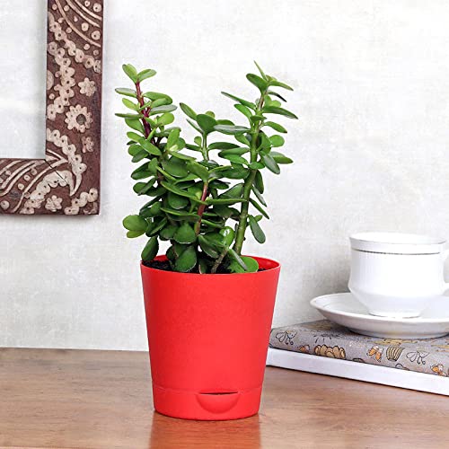 FlowerAura-Set-of-3-Syngonium-Plant-Jade-Plant-Lucky-Money-Live-Indoor-Plants-in-Self-Draining-Pots-for-Living-Room-Table-Decor-Balcony-OfficeHome-Decoration-Same-Day-Delivery.jpg FlowerAura Set of 3 Syngonium Plant, Jade Plant, Lucky Money Live Indoor Plants in Self Draining Pots for Living Room, Table Decor, Balcony, Office/Home Decoration (Same Day Delivery)