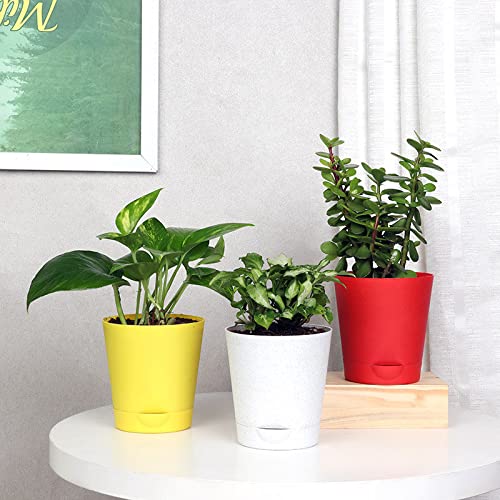 FlowerAura Set of 3 Syngonium Plant, Jade Plant, Lucky Money FlowerAura Set of 3 Syngonium Plant, Jade Plant, Lucky Money Live Indoor Plants in Self Draining Pots for Living Room, Table Decor, Balcony, Office/Home Decoration (Same Day Delivery)