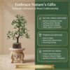 Green Aventurine Crystal Wooden Tree | Natural Luck & Prosperity Gemstone Bonsai with Wooden Base | Crystal Tree for Positive Energy | Good Luck Tree