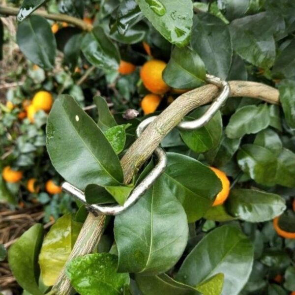 HHBR 100 Pieces Branch Bending Puller Metal Plant Support for HHBR 100 Pieces Branch Bending Puller Metal Plant Support for Apple/Peach Fruit Trees|Yard, Garden & Outdoor Living | Plant Care, Soil & Accessories | Plant Ties & Supports 4MM Thick and 10 CM Long