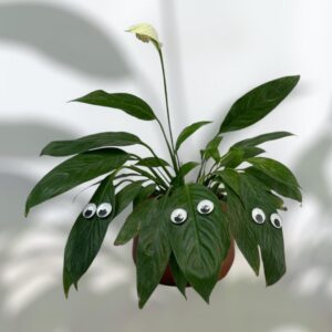 Plant Swag Eyes | Plant Magnets | Plant Safe Googly Eyes for Potted Plants | Magnet Charms | Plant Decor | Cute Plant Accessories for Garden Decor | Plant Peepers