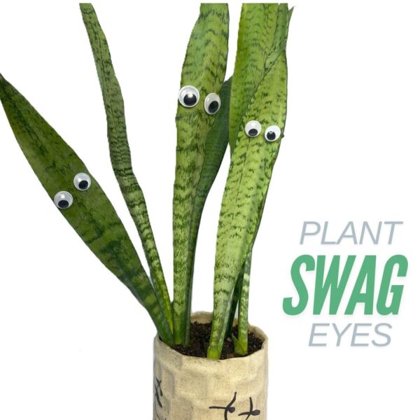 Plant-Swag-Eyes-Plant-Magnets-Plant-Safe-Googly-Eyes-for-Potted-Plants-Magnet-Charms-Plant-Decor-Cute-Plant-Accessories-for-Garden-Decor-Plant-Peepers.jpg Plant Swag Eyes | Plant Magnets | Plant Safe Googly Eyes for Potted Plants | Magnet Charms | Plant Decor | Cute Plant Accessories for Garden Decor | Plant Peepers