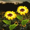 Suicune-Sunflower-Solar-Lights-Outdoor-Garden-Decorative-Fall-Solar-Garden-Lights-Solar-Flower-Lights-IP65-Waterproof-for-Yard-Patio-Porch-Backyard-2-Pack.jpg Suicune Sunflower Solar Lights Outdoor Garden Decorative, Fall Solar Garden Lights, Solar Flower Lights IP65 Waterproof for Yard Patio Porch Backyard (2 Pack)