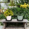 TrustBasket-UV-Treated-Round-Bottom-TrayPlateSaucer-Suitable-for-10-inch-Round-Plastic-Pot-Black-Color-Set-of-12-Heavy-Duty-Durable-Plant-saucerGamla-for-Indoor-Outdoor-Balcony-Garden.jpg TrustBasket UV Treated Round Bottom Tray/Plate/Saucer Suitable for 10 inch Round Plastic Pot (Black Color) - Set of 12 | Heavy Duty Durable Plant saucerGamla for Indoor & Outdoor Balcony Garden